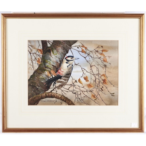 1442 - Robin Gibbard (1930-2014) - Great Spotted Woodpecker, autumn branches, watercolour heightened with b... 