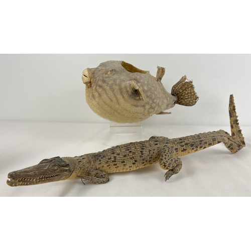 1282 - An antique taxidermy Puffa Fish together with antique taxidermy Caiman. Puffa Fish approx. 12 x 31cm... 