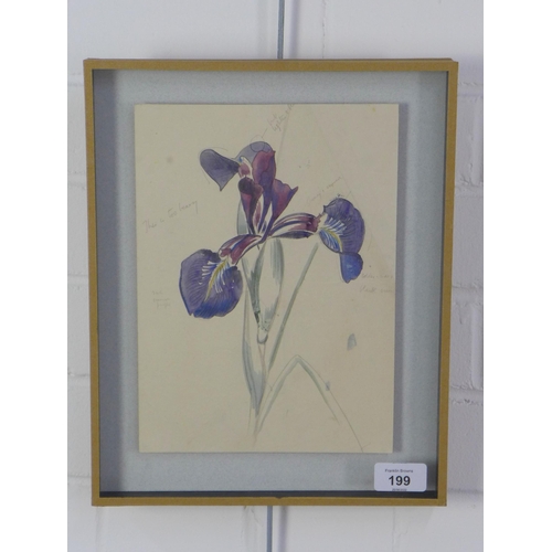 199 - John Nash (1893 - 1977) Study of a beardless iris species, pencil and watercolour, framed under glas... 