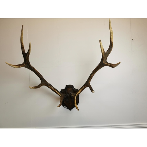18 - Stag antlers mounted on wooden plinth {85 cm H x 85 cm W x 53 cm D}.