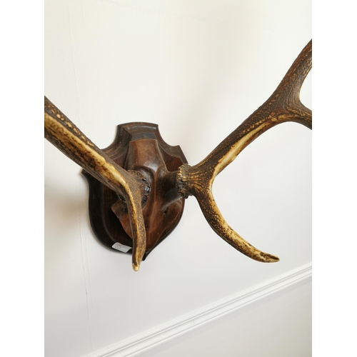 18 - Stag antlers mounted on wooden plinth {85 cm H x 85 cm W x 53 cm D}.