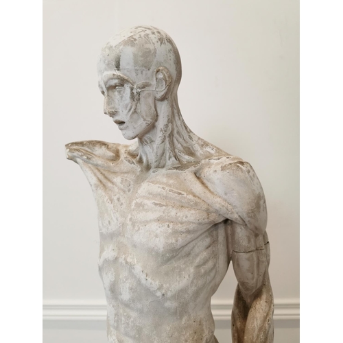 3 - Extremely rare 19th C. plaster anatomical flayed figure of a man depicting the names of the muscles ... 