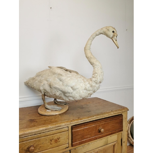 33 - Early 20th C. taxidermy Swan {73 cm H x 96 cm W x 35 cm D}.