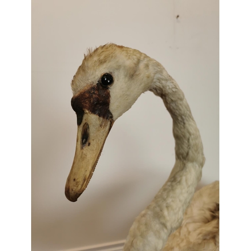 33 - Early 20th C. taxidermy Swan {73 cm H x 96 cm W x 35 cm D}.