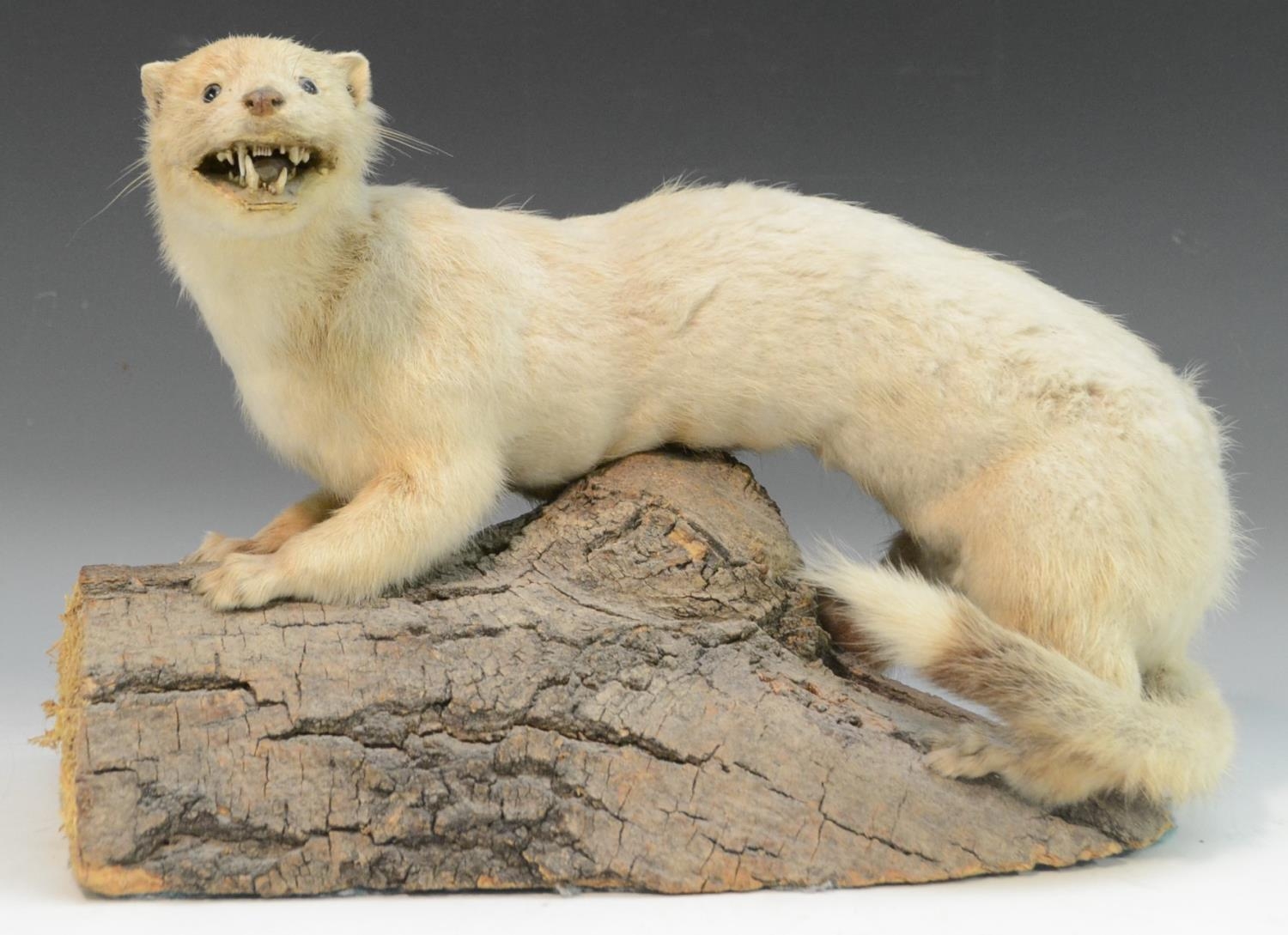 stuffed ferret taxidermy