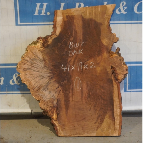 14 - Burr Oak 41x19x2