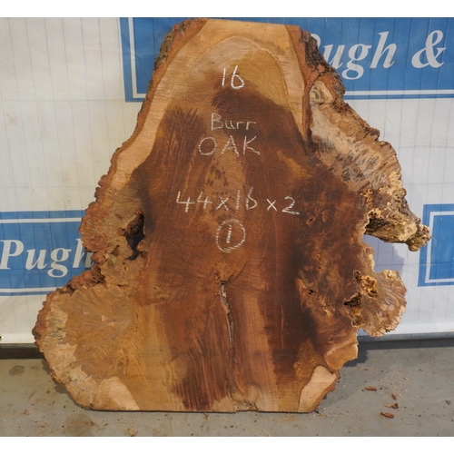 16 - Burr Oak 44x16x2