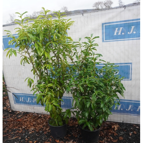 20 - Prunus Genolia -2 6ft