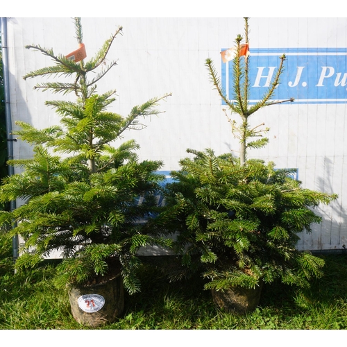21 - Xmas tree potted 4ft -2