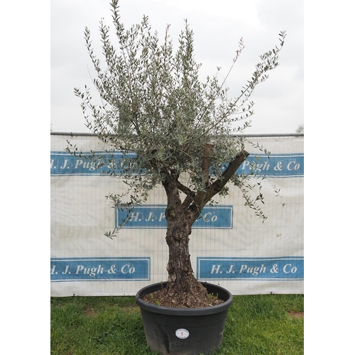 Ancient olive 8ft -1