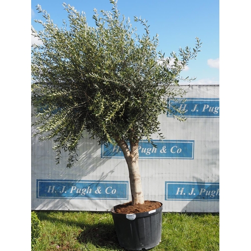 2033 - Specimen olive tree 10ft