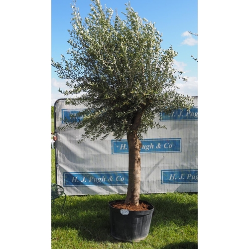 2035 - Specimen olive tree 12ft