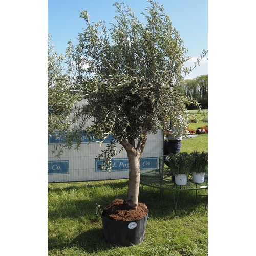 2038 - Specimen olive tree 10ft