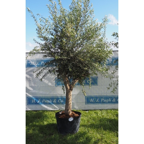 2039 - Specimen olive tree 11ft