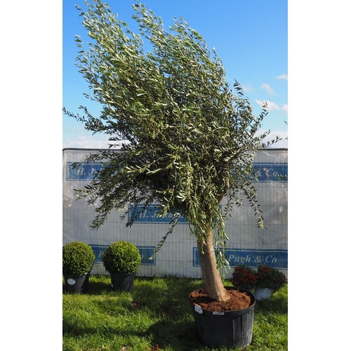 2048 - Specimen olive tree, 10ft