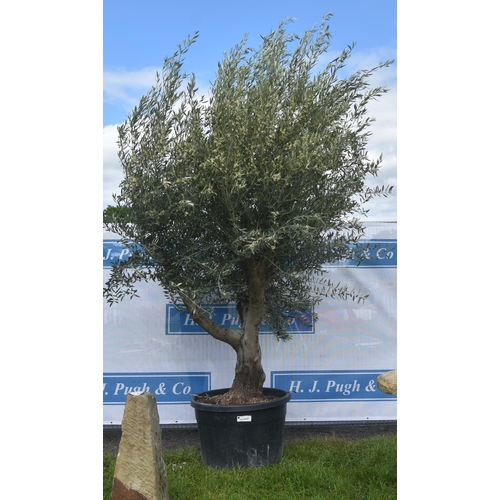 2013 - Specimen olive tree 10ft