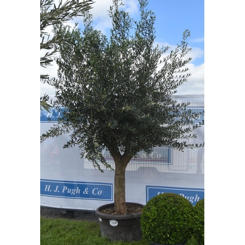 2021A - Specimen olive tree 10ft