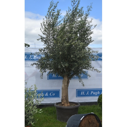 2028 - Specimen olive tree 10ft