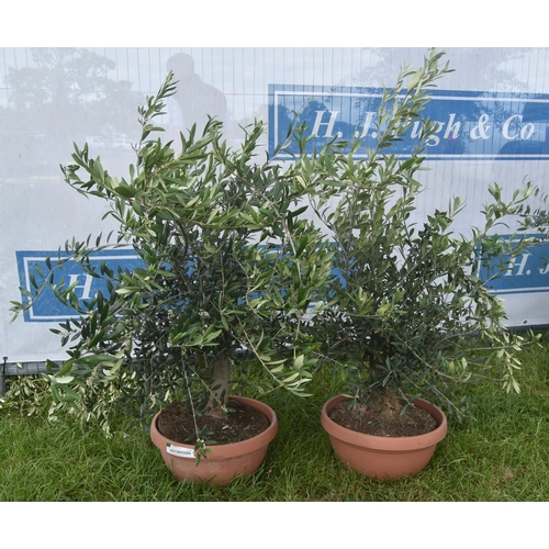 2032 - Small olive trees 3ft -2