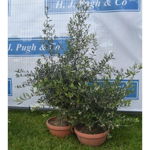 2032A - Small olive trees 3ft -2