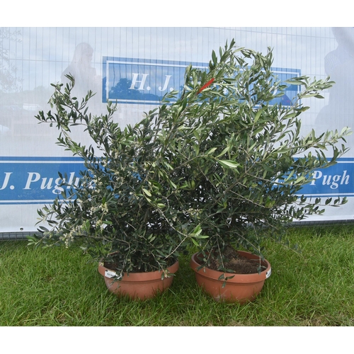 2032B - Small olive trees 3ft -2