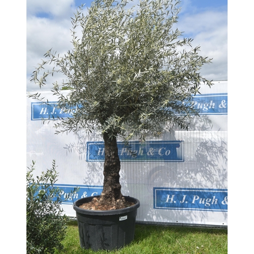 2040 - Specimen olive tree 9ft