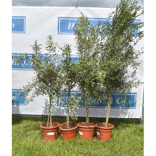 2040B - Small olive trees 5ft -4