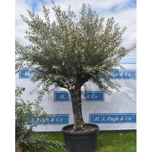 2050 - Specimen olive tree 9ft