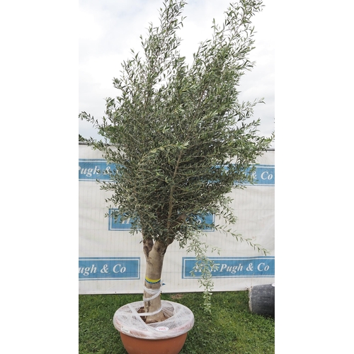 Ancient olive 10ft