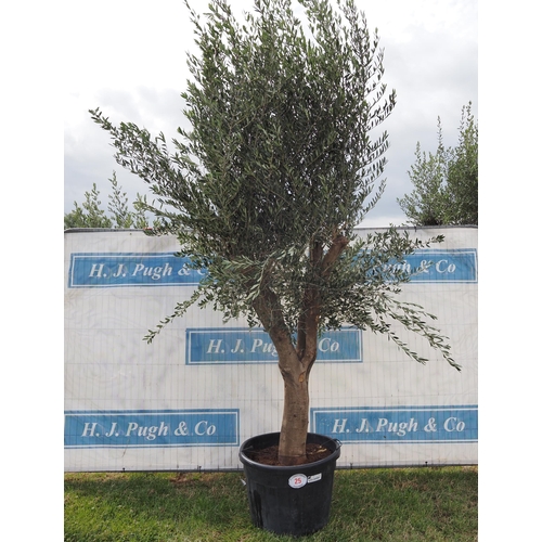 Ancient olive 12ft