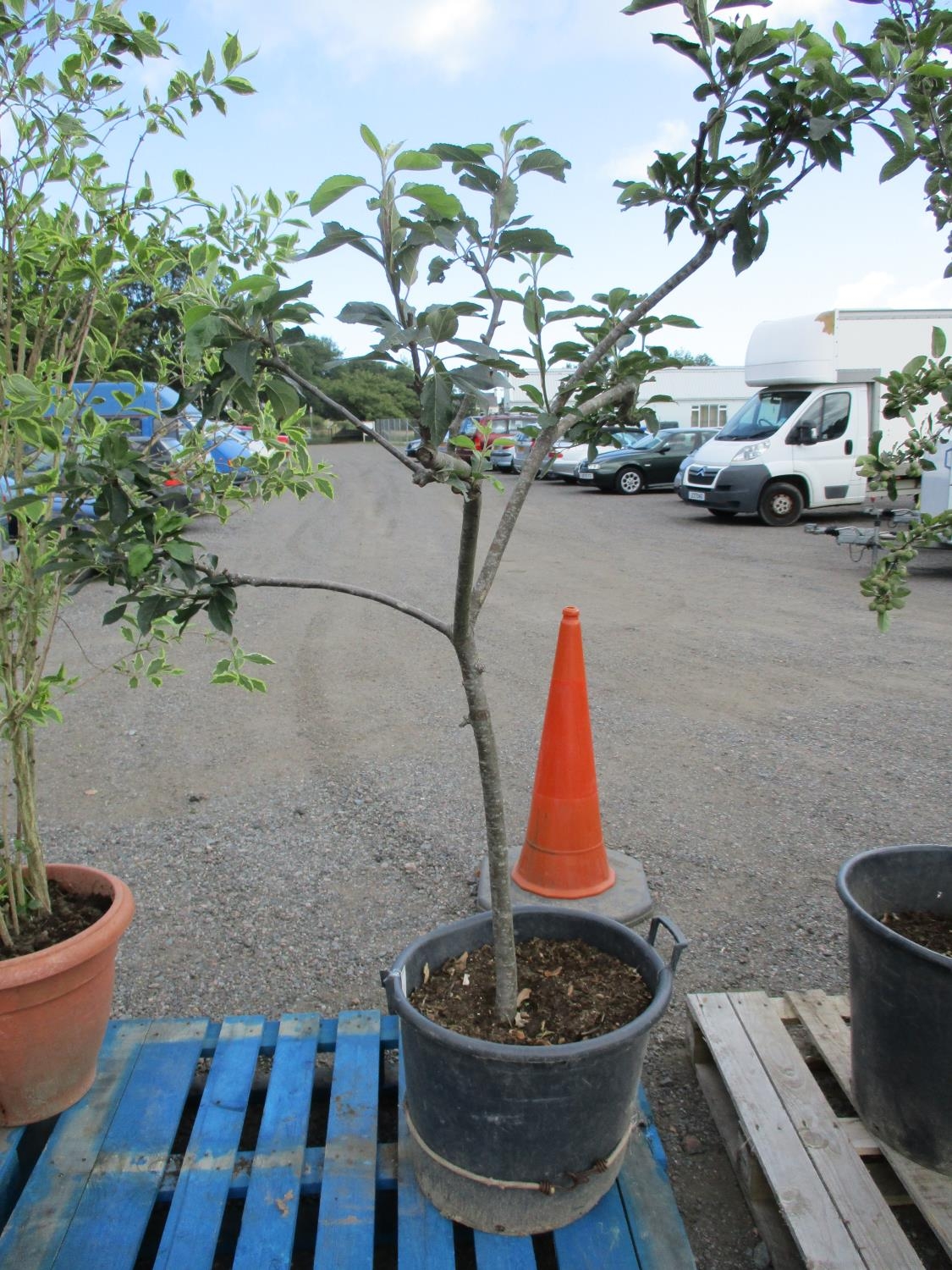 A mature potted fruit tree