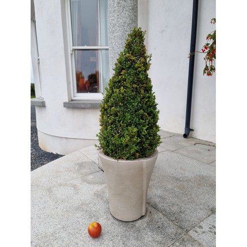 24 - Two tall taupe planters with two cone shaped buxus plants.