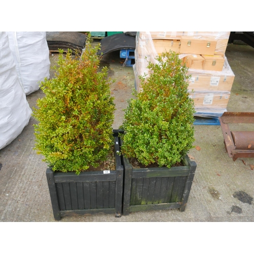 10 - 2 PLANTERS WITH BOX SHRUBS