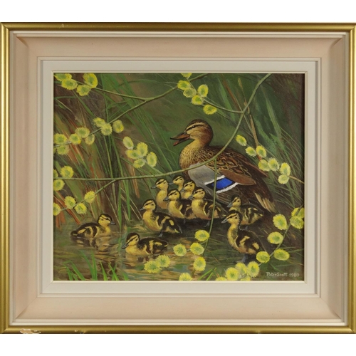 1314 - Peter Scott - Mallard Breeze - Oil onto canvas, signed, dated 1980, contemporary framed, 44cm x 38cm... 