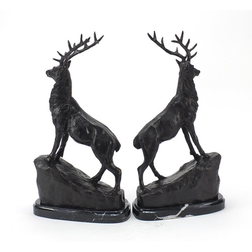 19 - Pair of large patinated bronze stags raised on black marble bases, 41.5cm high