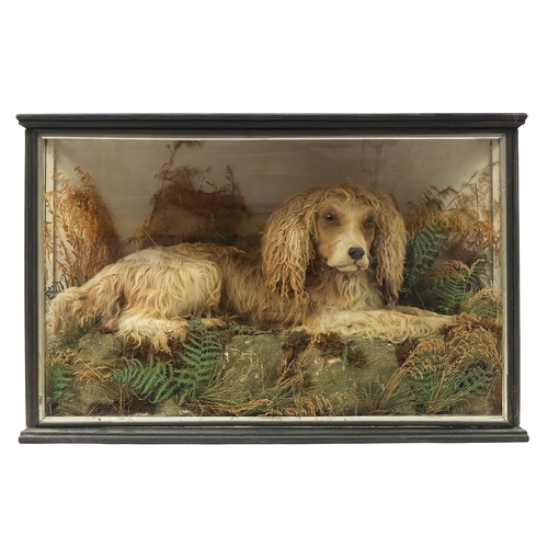 658 - Taxidermy King Charles Spaniel housed in an ebonised glazed display case with foliage, 56cm H x 87cm... 