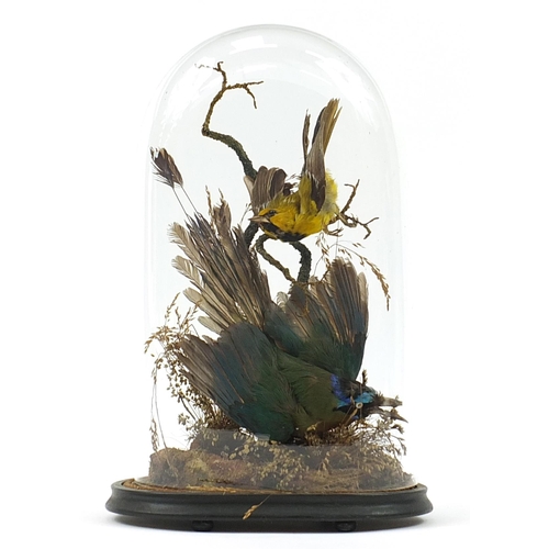 10 - Victorian taxidermy display of a green jay and one other bird housed in a glass dome with ebonised s... 