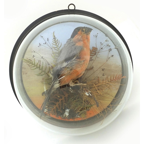 11 - Victorian taxidermy bullfinch housed in a glass dome, George F. Butt Naturalist label to the back, 2... 