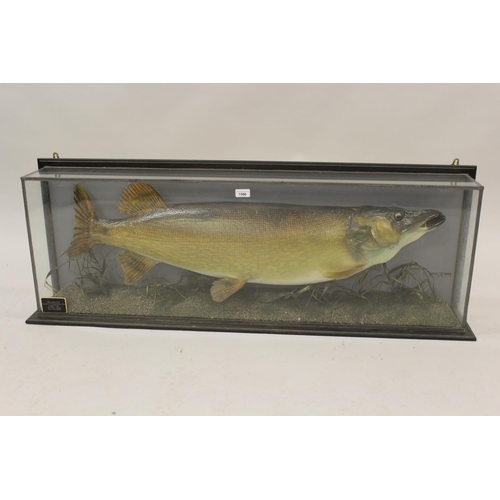 1586 - Large preserved and mounted pike in a glazed display case, 28Ib 10oz, caught in Maamtrasna Bay, Loch... 