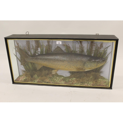 1588 - Large preserved and mounted brown trout in a glazed display case, labelled ' Brown Trout, 15Ib, Caug... 