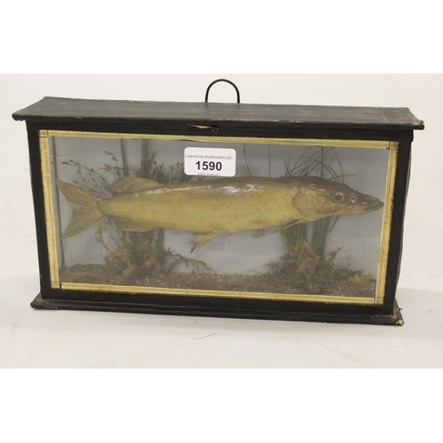 1590 - Preserved and mounted jack pike in a small glazed display case, 11.75ins wide