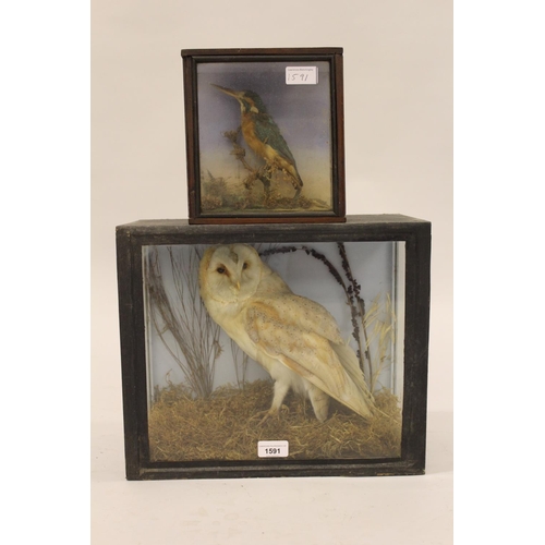 1591 - Early 20th Century preserved and mounted barn owl in a glazed display case, 15ins wide, together wit... 