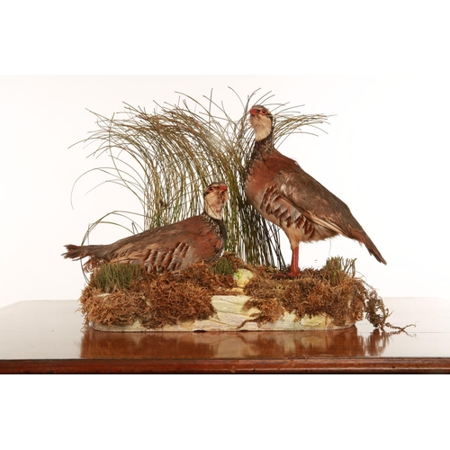 50 - Taxidermy; a pair of Partridges mounted on a naturalistic base; 43cm wide
