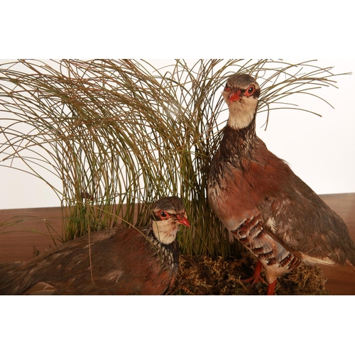 50 - Taxidermy; a pair of Partridges mounted on a naturalistic base; 43cm wide