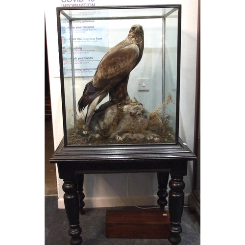 851 - Taxidermy, a good Victorian example of a Golden Eagle, head facing right, standing with wings folded... 