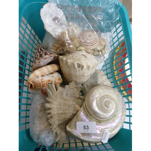 53 - Box containing assorted shells including mother of pearl-style shell.