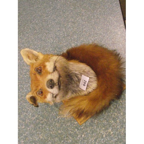 642 - Taxidermy fox