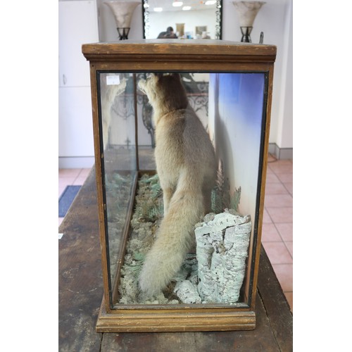 18 - Antique taxidermy glass cased standing fox, on naturalistic ground, cabinet approx 64.5cm H x 108.5c... 