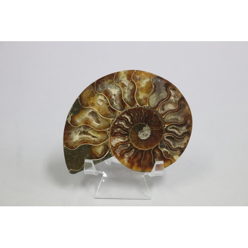3113 - Ammonite cut cross section fossil, approx 10cm W