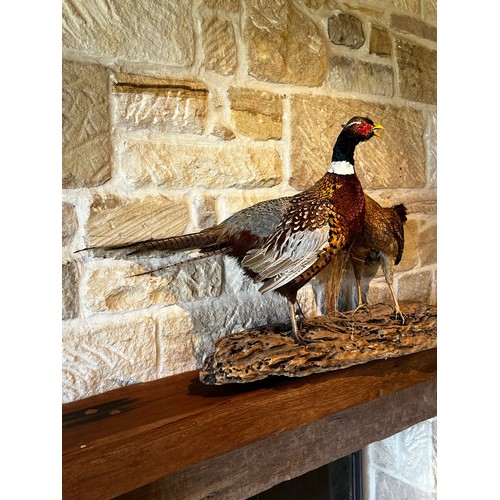 1015 - Taxidermy male and female pheasants on naturalistic log base, ex Braesyde Bowral, approx 57cm H x 11... 